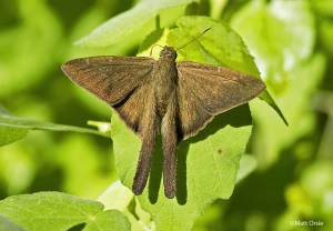 Brown Longtail