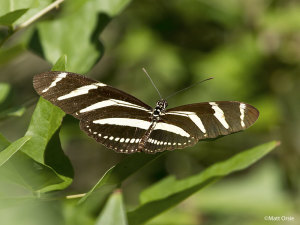 Zebra Heliconian