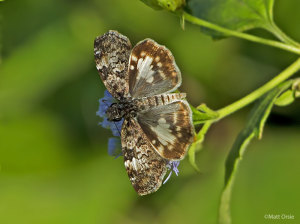 White-patched Skipper