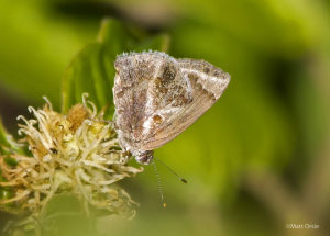 Lantana Scrub-Hairstreak