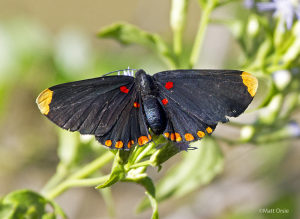 Red-bordered Pixie