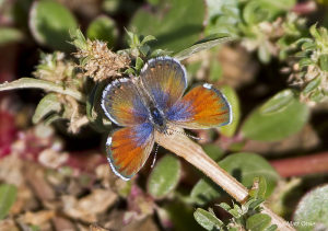 Western Pygmy-Blue