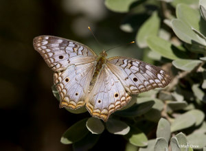 White Peacock