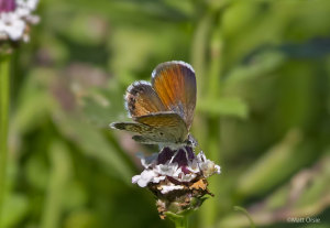 Western Pygmy-Blue