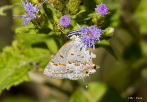 Clytie Ministreak