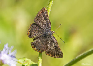 Red-bordered Metalmark