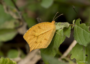 Tailed Orange