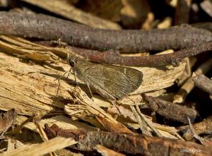 Olive-clouded Skipper