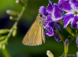 Julia's Skipper