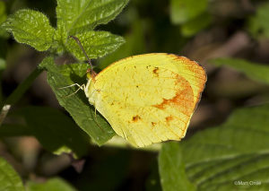 Boisduval's Yellow