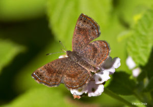 Rounded Metalmark