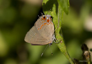 Dusky-blue Groundstreak