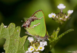 Silver-banded Hairstreak