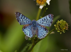 Blue Metalmark