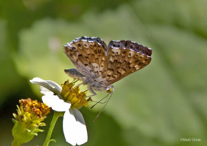 Blue Metalmark