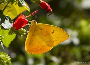 Orange-barred Sulphur