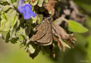 Celia's Roadside-Skipper