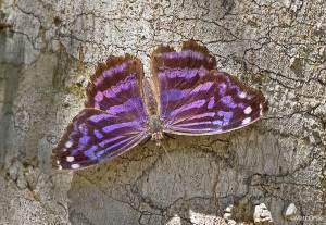 Mexican Bluewing