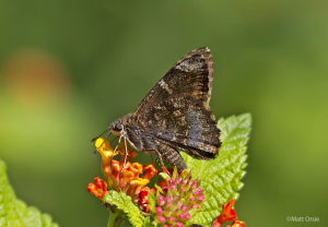 Mimosa Skipper