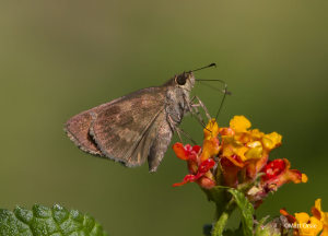 Fawn-spotted Skipper