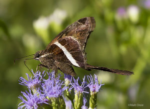 White-striped Longtail