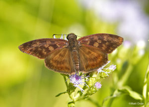 Common Bluevent