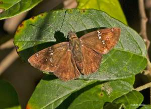 Potrillo Skipper