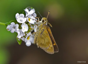 Whirlabout (female)