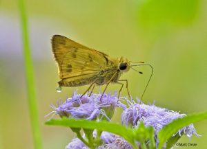 Whirlabout (male)