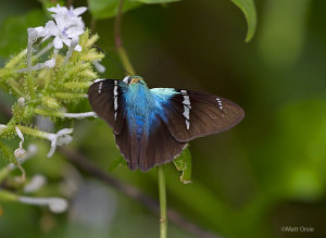 Two-barred Flasher