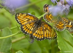 Theona Checkerspot