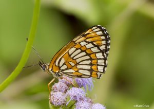 Theona Checkerspot