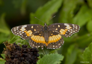 Bordered Patch