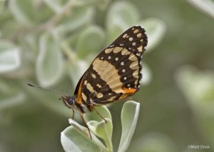 Bordered Patch