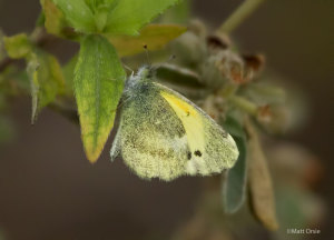 Dainty Sulphur