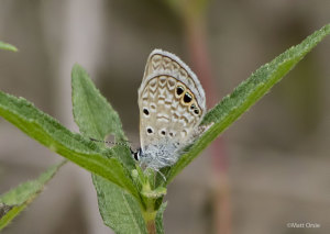 Ceraunus Blue