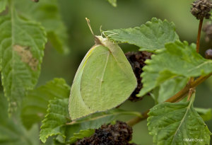 Lyside Sulphur