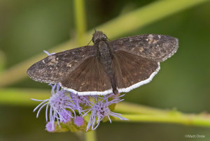 Funereal Duskywing