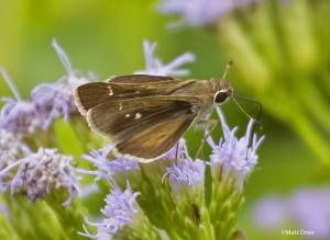 Eufala Skipper