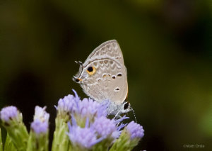 Mallow Scrub-Hairstreak