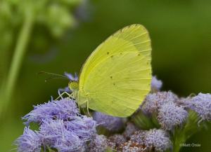 Mimosa Yellow