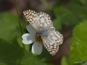 Tropical Checkered-Skipper