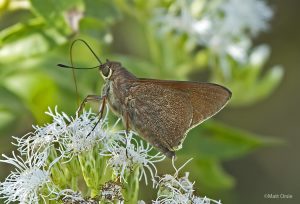 Monk Skipper