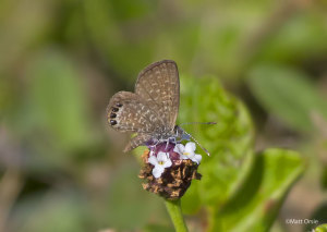 Eastern Pygmy-Blue