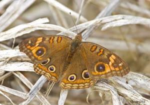 Mangrove Buckeye