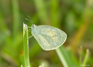 Barred Yellow