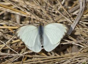 Great Southern White