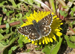 "App" Grizzled Skipper