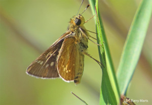 Reversed Roadside-Skipper