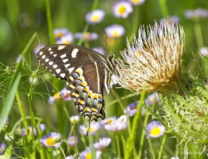 Palamedes Swallowtail